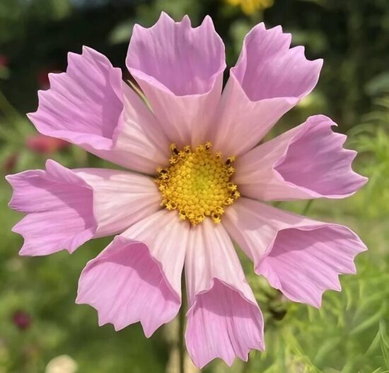 Kosmeja 'Pinwheel Pink'